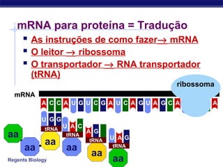 Regents Biology
mRNA para proteína = Tradução
 As instruções de como fazer→ mRNA
 O leitor → ribossoma
 O transportador → RNA transportador
(tRNA)
mRNA
U C CCCCCA A U G U G A A A A AG G G GU U
aa
aa
aa
tRNA
GGU
aa
tRNA
U A C
aa
tRNA
GA C
tRNA
aa
A GU
ribossoma
 