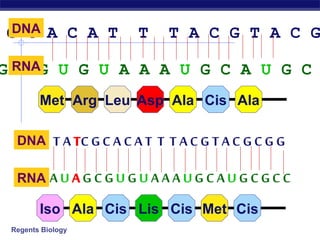 Regents Biology
G C A C A T T T A C G T A C GDNA
G C G U G U A A A U G C A U G C
DNA
RNA
RNA
Met Arg Leu Asp Ala Cis Ala
Iso Ala Cis Lis Cis Met Cis
 