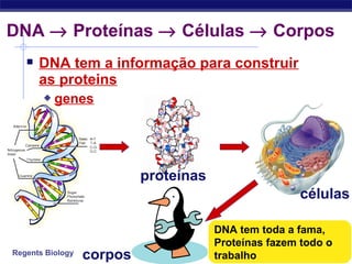 Regents Biology
 DNA tem a informação para construir
as proteins
 genes
DNA → Proteínas → Células → Corpos
proteínas
células
corpos
DNA tem toda a fama,
Proteínas fazem todo o
trabalho
 