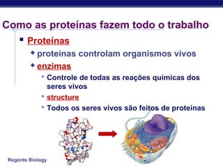 Regents Biology
Como as proteínas fazem todo o trabalho
 Proteínas
 proteínas controlam organismos vivos
 enzimas
 Controle de todas as reações químicas dos
seres vivos
 structure
 Todos os seres vivos são feitos de proteínas
 