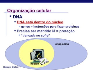 Regents Biology
citoplasma
núcleo
Organização celular
 DNA
 DNA está dentro do núcleo
 genes = instruções para fazer proteínas
 Precisa ser mantido lá = proteção
 “trancada no cofre”
 