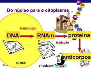 Regents Biology
RNAm
Do núcleo para o citoplasma
DNA
transcrição
núcleo
citoplasma
tradução
anticorpos
proteína
 