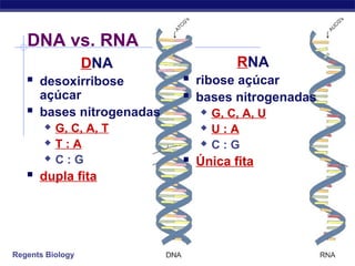 Regents Biology
DNA vs. RNA
DNA
 desoxirribose
açúcar
 bases nitrogenadas
 G, C, A, T
 T : A
 C : G
 dupla fita
RNA
 ribose açúcar
 bases nitrogenadas
 G, C, A, U
 U : A
 C : G
 Única fita
 