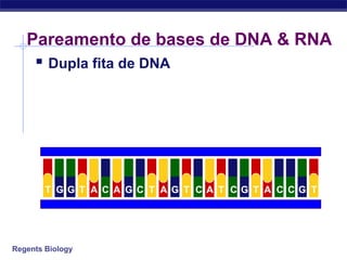 Regents Biology
Pareamento de bases de DNA & RNA
 Dupla fita de DNA
A G GGGGGT T A C A C T T T T TC C C CA A
 