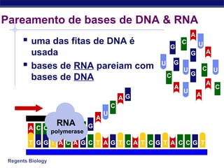 Regents Biology
Pareamento de bases de DNA & RNA
 uma das fitas de DNA é
usada
 bases de RNA pareiam com
bases de DNA
U
A G GGGGGT T A C A C T T T T TC C C CA A
U
U
U
U
U
G
G
A
A
A C C
RNA
polymerase
C
C
C
C
C
G
G
G
G
A
A
A
A
A
 