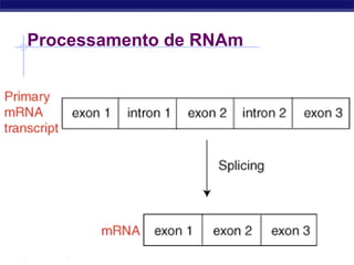 Regents Biology
Processamento de RNAm
 