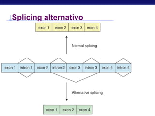 Regents Biology
Splicing alternativo
 
