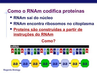Regents Biology
Como o RNAm codifica proteínas
 RNAm sai do núcleo
 RNAm encontra ribosomos no citoplasma
 Proteins são construídas a partir de
instruções do RNAm
aa aa aa aa aa aa aa aa
Como?
mRNA
U C CCCCCA A U G U G A A A A AG G G GU U
 