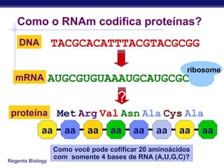 Regents Biology
Como o RNAm codifica proteínas?
TACGCACATTTACGTACGCGGDNA
AUGCGUGUAAAUGCAUGCGCCmRNA
Met Arg Val Asn Ala Cys Alaproteína
?
Como você pode cofificar 20 aminoácidos
com somente 4 bases de RNA (A,U,G,C)?
ribosome
aa aa aa aa aa aa aa aa
 