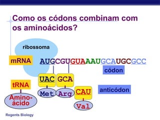 Regents Biology
ribossoma
Como os códons combinam com
os aminoácidos?
AUGCGUGUAAAUGCAUGCGCCmRNA
anticódon
códon
tRNA
UAC
Met
GCA
Arg CAU
Val
Amino-
ácido
 