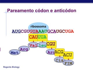 Regents Biology
ribossoma
Pareamento códon e anticódon
AUGCGUGUAAAUGCAUGCUGA
Met
Arg
CAU
Val
UUA
leuCGU
ArgACG
Cis
ACU
FIM
 