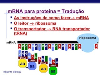 Regents Biology
mRNA para proteína = Tradução
 As instruções de como fazer→ mRNA
 O leitor → ribossoma
 O transportador → RNA transportador
(tRNA)
mRNA
U C CCCCCA A U G U G A A A A AG G G GU U
aa
tRNA
GGU
aa
tRNA
U A C
aa
tRNA
GA C
tRNA
aa
A GU
ribossoma
 
