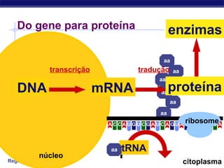 Regents Biology
aa
aa
aa
aa
aa
aa
aa
mRNA
Do gene para proteína
DNA
transcrição
núcleo
citoplasma
proteína
tradução
enzimas
U C CCCCCA A U G U G A A A A AG G G GU U
ribosome
tRNAaa
 