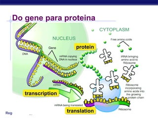 Regents Biology
Do gene para proteina
transcriptiontranscription
translationtranslation
proteinprotein
 