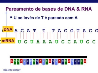 Regents Biology
Pareamento de bases de DNA & RNA
 U ao invés de T é pareado com A
G C A C A T T T A C G T A C GDNA
G C G U G U A A A U G C A U G CmRNA
U C CCCCCA A U G U G A A A A AG G G GU U
 