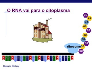 Regents Biology
O RNA vai para o citoplasma
U C CCCCCA A U G U G A A A A AG G G GU U
ribosome
 