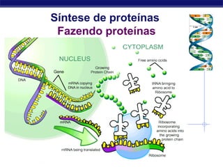 Regents Biology
Síntese de proteínas
Fazendo proteínas
 