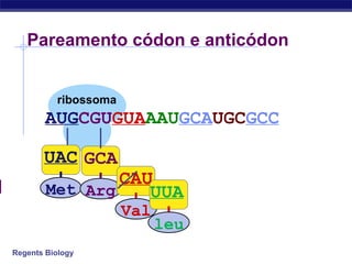 Regents Biology
ribossoma
Pareamento códon e anticódon
AUGCGUGUAAAUGCAUGCGCC
UAC
Met
GCA
Arg
CAU
Val
UUA
leu
 