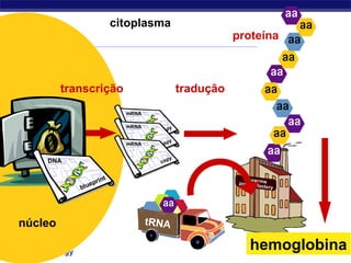 Regents Biology
proteína
transcrição
citoplasma
núcleo
tradução
hemoglobina
 