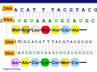 Regents Biology
G C A C A T T T A C G T A C GDNA
G C G U G U A A A U G C A U G C
DNA
RNA
RNA
Met Arg Leu Asp Ala Cis Ala
Iso Ala Cis Lis Cis Met Cis
 