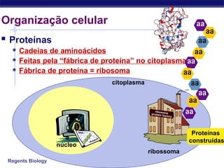 Regents Biology
Organização celular
 Proteínas
 Cadeias de aminoácidos
 Feitas pela “fábrica de proteína” no citoplasma
 Fábrica de proteína = ribosoma
núcleo
citoplasma
ribossoma
Proteínas
construídas
 