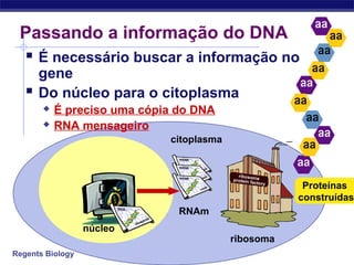 Regents Biology
Passando a informação do DNA
 É necessário buscar a informação no
gene
 Do núcleo para o citoplasma
 É preciso uma cópia do DNA
 RNA mensageiro
núcleo
citoplasma
ribosoma
RNAm
Proteínas
construídas
 