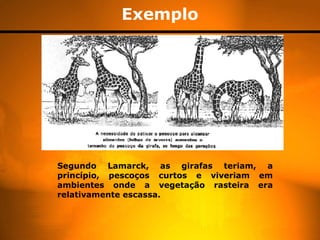 Exemplo Segundo Lamarck, as girafas teriam, a princípio, pescoços curtos e viveriam em ambientes onde a vegetação rasteira era relativamente escassa.  
