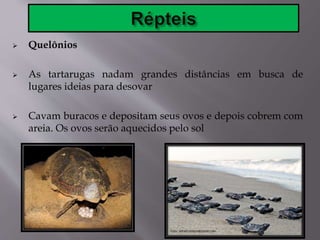  Quelônios
 As tartarugas nadam grandes distâncias em busca de
lugares ideias para desovar
 Cavam buracos e depositam seus ovos e depois cobrem com
areia. Os ovos serão aquecidos pelo sol
 