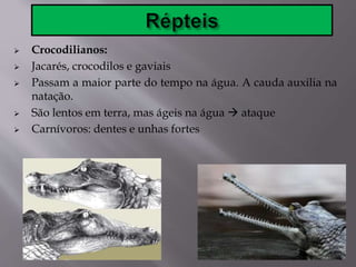  Crocodilianos:
 Jacarés, crocodilos e gaviais
 Passam a maior parte do tempo na água. A cauda auxilia na
natação.
 São lentos em terra, mas ágeis na água  ataque
 Carnívoros: dentes e unhas fortes
 