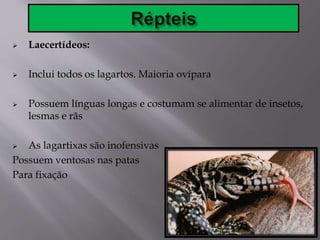  Laecertídeos:
 Inclui todos os lagartos. Maioria ovípara
 Possuem línguas longas e costumam se alimentar de insetos,
lesmas e rãs
 As lagartixas são inofensivas
Possuem ventosas nas patas
Para fixação
 