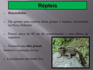  Rincocéfalos:
 Há apenas uma espécie desse grupo: a tuatara, encontrada
na Nova Zelândia
 Possui cerca de 60 cm de comprimento e uma fileira de
espinhos
 Possuem um olho pineal:
Sensível a variações de luz
 Considerado um fóssil vivo
 