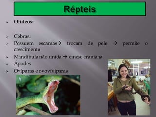  Ofídeos:
 Cobras.
 Possuem escamas trocam de pele  permite o
crescimento
 Mandíbula não unida  cinese craniana
 Ápodes
 Ovíparas e ovovíviparas
 