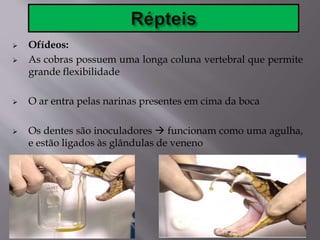  Ofídeos:
 As cobras possuem uma longa coluna vertebral que permite
grande flexibilidade
 O ar entra pelas narinas presentes em cima da boca
 Os dentes são inoculadores  funcionam como uma agulha,
e estão ligados às glândulas de veneno
 