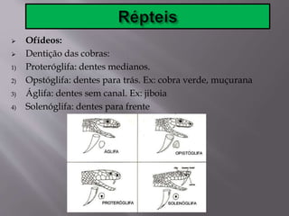  Ofídeos:
 Dentição das cobras:
1) Proteróglifa: dentes medianos.
2) Opstóglifa: dentes para trás. Ex: cobra verde, muçurana
3) Áglifa: dentes sem canal. Ex: jiboia
4) Solenóglifa: dentes para frente
 