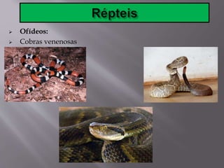  Ofídeos:
 Cobras venenosas
 