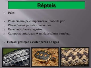  Pele:
 Possuem um pele impermeável, coberta por:
1) Placas ósseas: jacarés e crocodilos
2) Escamas: cobras e lagartos
3) Carapaça: tartarugas  unida à coluna vertebral
 Função: proteção e evitar perda de água
 