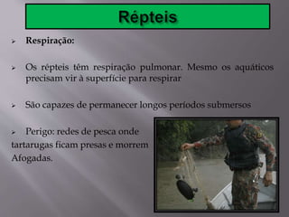  Respiração:
 Os répteis têm respiração pulmonar. Mesmo os aquáticos
precisam vir à superfície para respirar
 São capazes de permanecer longos períodos submersos
 Perigo: redes de pesca onde
tartarugas ficam presas e morrem
Afogadas.
 