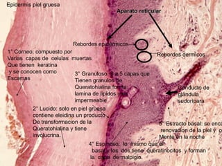 Epidermis piel gruesa
                                            Aparato reticular




                          Rebordes epidérmicos
1° Corneo; compuesto por
                                                            Rebordes dermicos
Varias capas de celulas muertas
Que tienen keratina
y se conocen como        3° Granuloso: 3 a 5 capas que
Escamas                  Tienen granulos de
                           Queratohialina forma                     Conducto de
                           lamina de lipidos y es                   glándula
                           impermeable                              sudorípara
          2° Lucido: solo en piel gruesa
          contiene eleidina un producto
          De transformacion de la                           5° Estracto basal: se enca
          Queratohialina y tiene                             renovacion de la piel y oc
          involucrina.                                      Mente en la noche
                                 4° Espinoso: lo mismo que el
                                  basal y los dos tiene queratinocitos y forman
                                 la capa de malpigio.
 