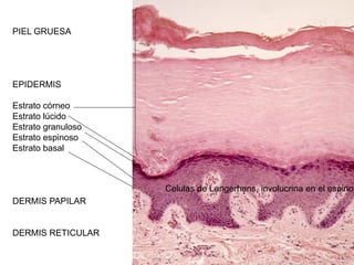 PIEL GRUESA




EPIDERMIS

Estrato córneo
Estrato lúcido
Estrato granuloso
Estrato espinoso
Estrato basal



                    Celulas de Langerhans, involucrina en el espinos
DERMIS PAPILAR


DERMIS RETICULAR
 