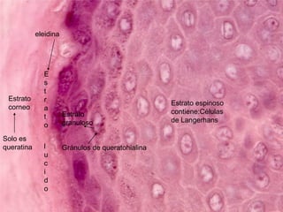 eleidina




              E
              s
              t
 Estrato      r                                     Estrato espinoso
 corneo       a
                       Estrato                      contiene:Células
              t                                     de Langerhans
              o        granuloso

Solo es
queratina     l        Gránulos de queratohialina
              u
              c
              i
              d
              o
 