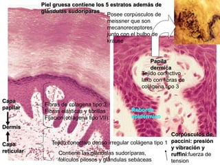 Piel gruesa contiene los 5 estratos además de
            glándulas sudoríparas
                                     Posee corpúsculos de
                                     meissner que son
                                     mecanoreceptores
                                     junto con el bulbo de
                                     krause


                                                        Papila
                                                        dermica
                                                    Tejido conectivo
                                                    laxo con fibras de
                                                    colágena tipo 3

Capa
             Fibras de colagena tipo 3,
papilar                                         Reborde
             Fibras elasticas y fibrillas
             Fijacion(colagena tipo VII)        epidérmico
Dermis
                                                                 Corpúsculos de
Capa            Tejido conectivo denso irregular colágena tipo 1 paccini: presión
                                                                 y vibración y
reticular          Contiene las glándulas sudoríparas,           ruffini:fuerza de
                   folículos pilosos y glándulas sebáceas        tension
 