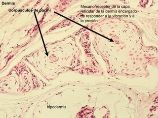 Dermis
                                   Mecanorreceptor de la capa
   Corpúsculos de pacini           reticular de la dermis encargado
                                   de responder a la vibración y a
                                   la presión




                      hipodermis
 
