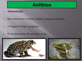  Alimentação:
 São carnívoros: vermes, insetos, pequenos peixes...
 A língua é longa e pegajosa
 Só se alimentam de animais vivos.
 