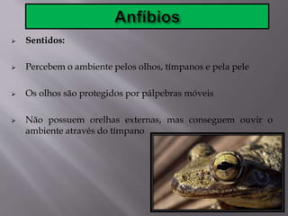  Sentidos:
 Percebem o ambiente pelos olhos, tímpanos e pela pele
 Os olhos são protegidos por pálpebras móveis
 Não possuem orelhas externas, mas conseguem ouvir o
ambiente através do tímpano
 