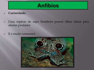  Curiosidade:
 Uma espécie de sapo brasileira possui olhos falsos para
afastar predador
 E é muito venenoso!
 
