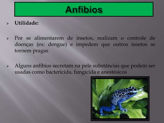  Utilidade:
 Por se alimentarem de insetos, realizam o controle de
doenças (ex: dengue) e impedem que outros insetos se
tornem pragas
 Alguns anfíbios secretam na pele substâncias que podem ser
usadas como bactericida, fungicida e anestésicos
 