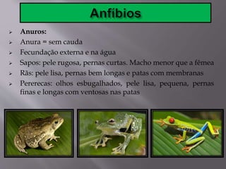  Anuros:
 Anura = sem cauda
 Fecundação externa e na água
 Sapos: pele rugosa, pernas curtas. Macho menor que a fêmea
 Rãs: pele lisa, pernas bem longas e patas com membranas
 Pererecas: olhos esbugalhados, pele lisa, pequena, pernas
finas e longas com ventosas nas patas
 