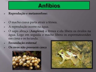  Reprodução e metamorfose:
 O macho coaxa parta atrair a fêmea.
 A reprodução ocorre na água.
 O sapo abraça (Amplexo) a fêmea e ela libera os óvulos na
água. Logo em seguida o macho libera os espermatozoides
em cima e os fecunda.
 Fecundação externa!
 Os ovos não possuem casca
 