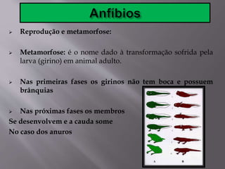  Reprodução e metamorfose:
 Metamorfose: é o nome dado à transformação sofrida pela
larva (girino) em animal adulto.
 Nas primeiras fases os girinos não tem boca e possuem
brânquias
 Nas próximas fases os membros
Se desenvolvem e a cauda some
No caso dos anuros
 