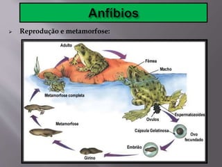  Reprodução e metamorfose:
 